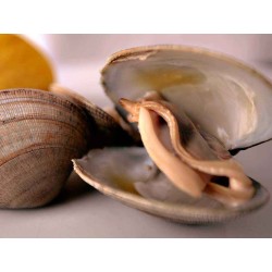 almeja fina gallega