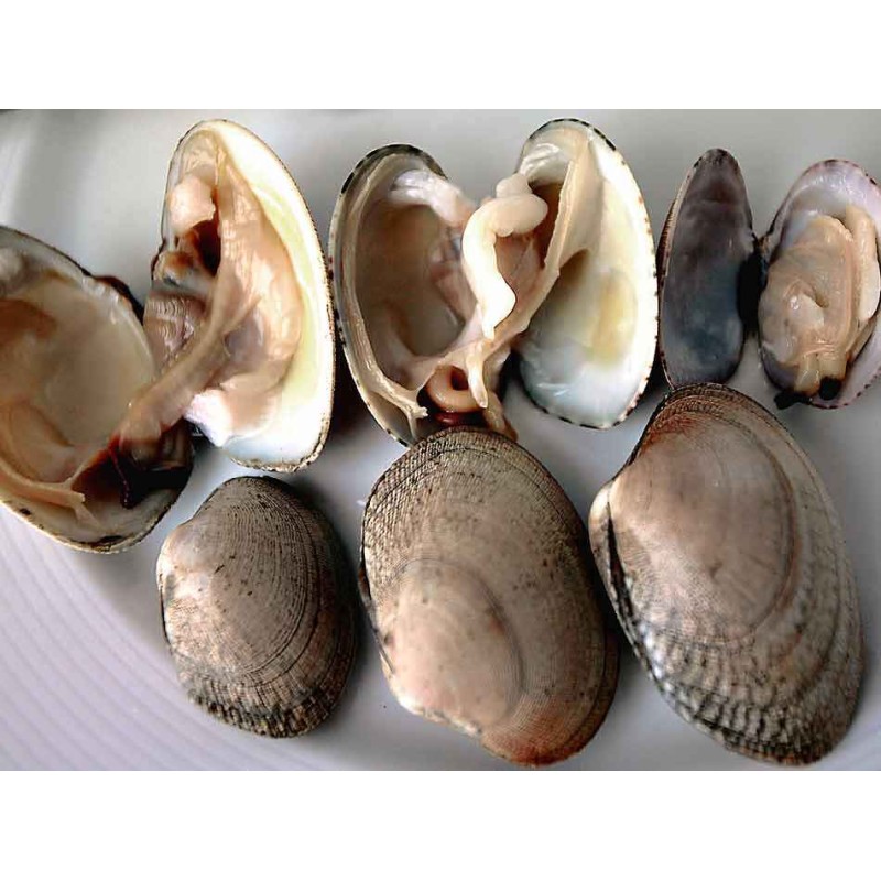 almeja fina gallega