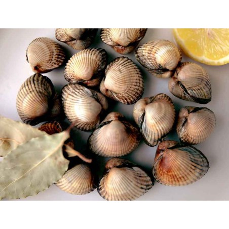berberechos gallegos