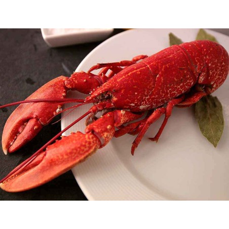 bogavante azul gallego
