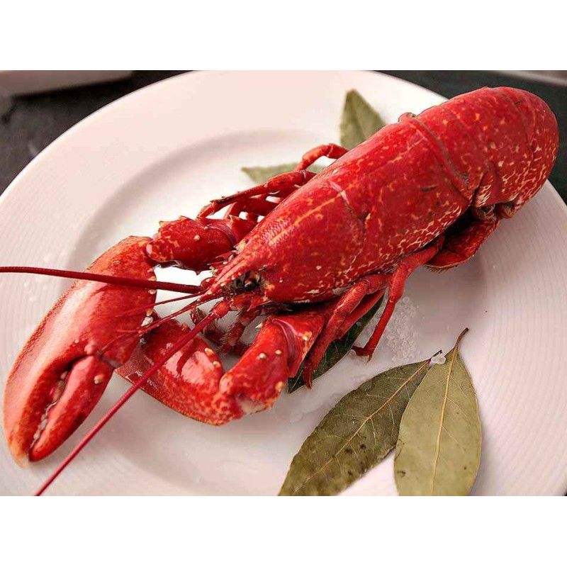 bogavante azul gallego
