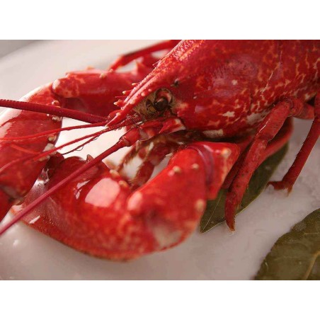 bogavante azul gallego
