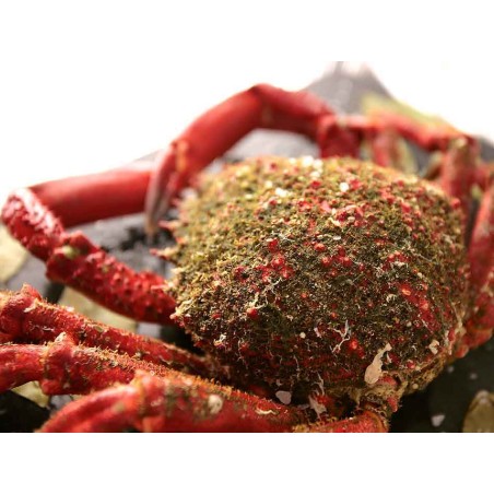 centolla gallega