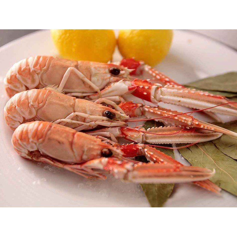 cigalas gallegas