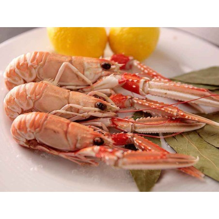 cigalas gallegas
