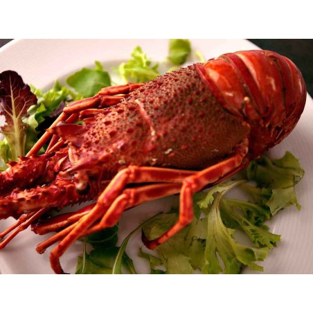 langosta roja gallega cocida