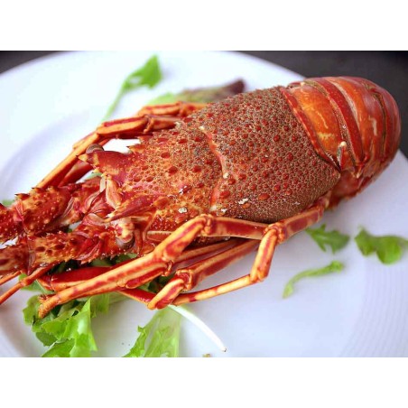 langosta roja gallega cocida