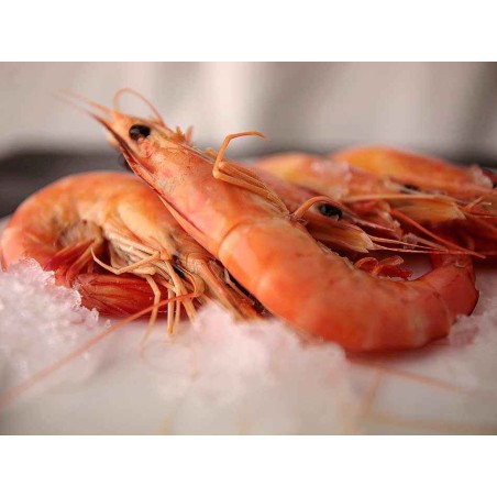 langostino salvaje