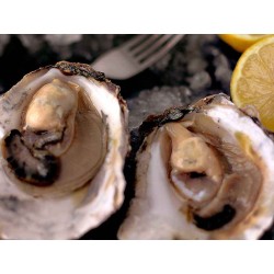 ostras gallegas