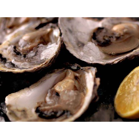 ostras gallegas
