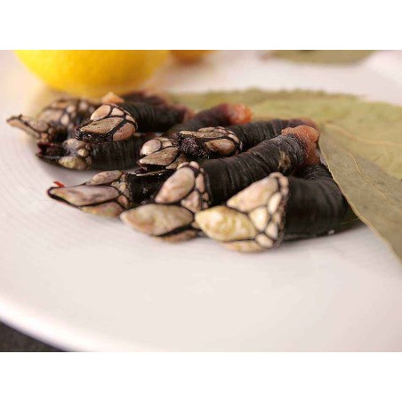 percebes gallegos