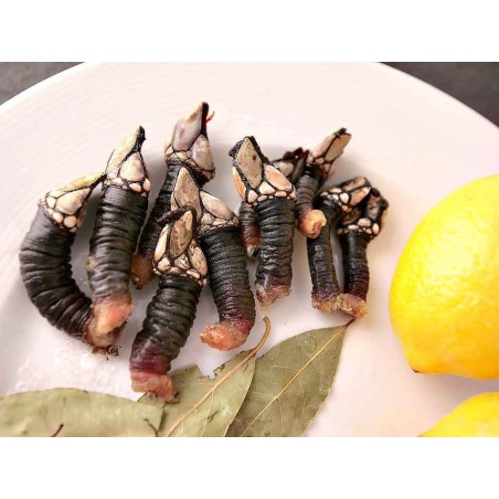 percebes gallegos