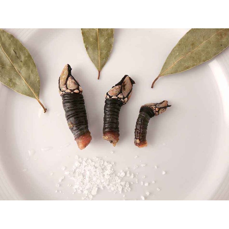 percebes gallegos