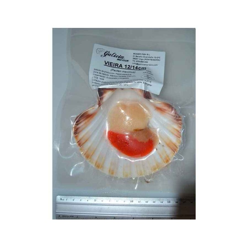 vieiras gallegas