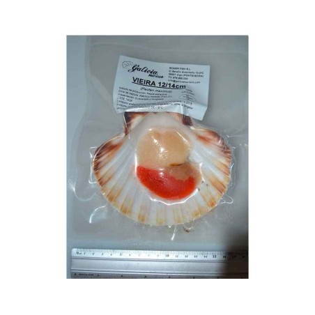 vieiras gallegas