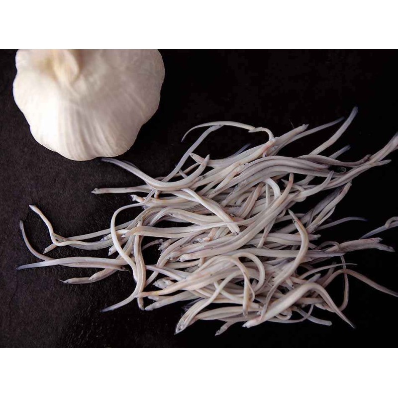 angulas gallegas
