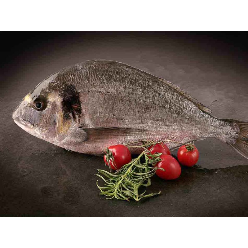 Dorada Salvaje Gallega