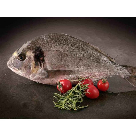 Dorada Salvaje Gallega