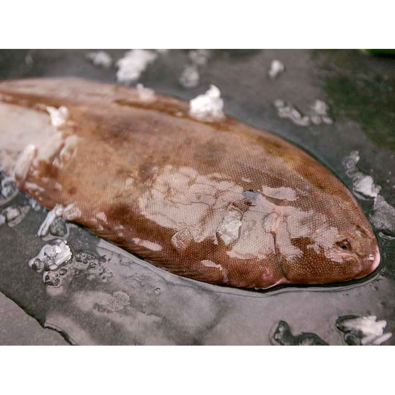 lenguado gallego salvaje