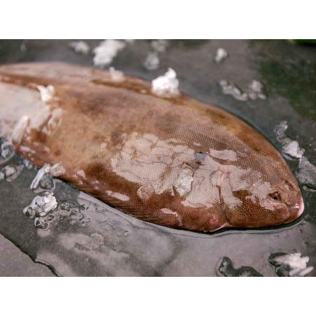 lenguado gallego salvaje