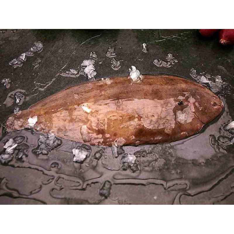lenguado gallego salvaje