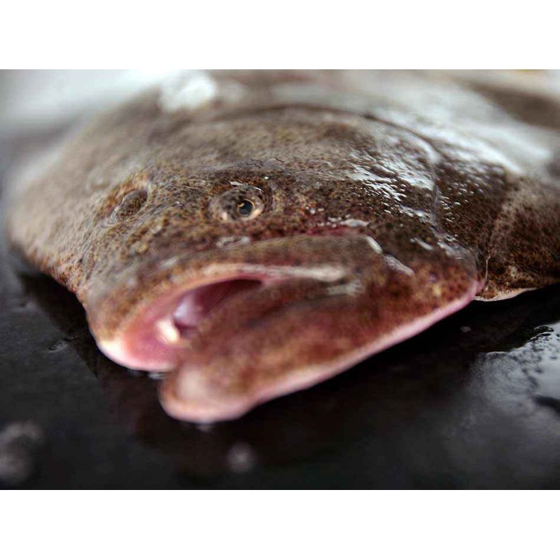 Rodaballo salvaje gallego