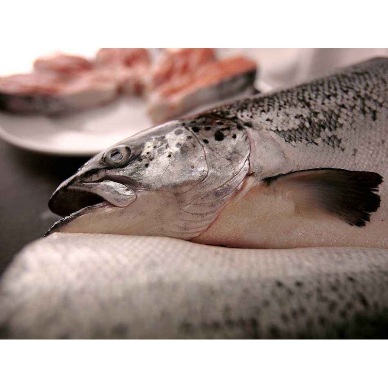 Salmon fresco