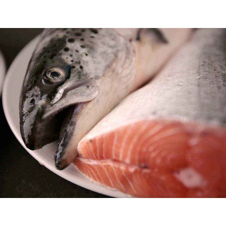 Salmon fresco