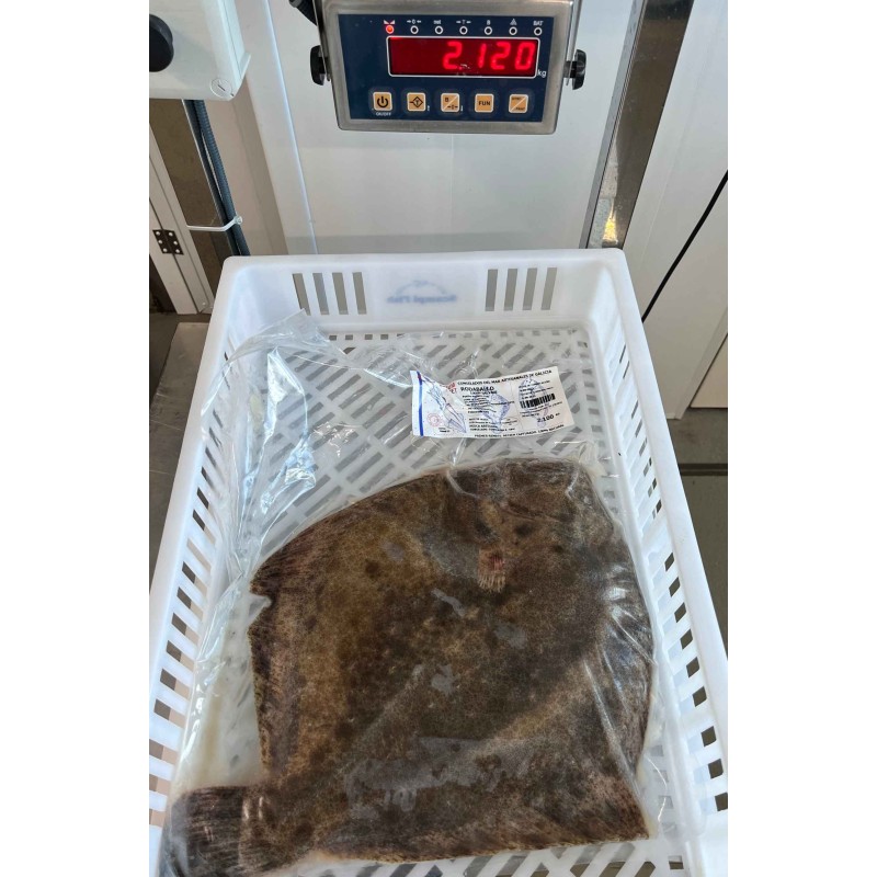 Rodaballo salvaje gallego