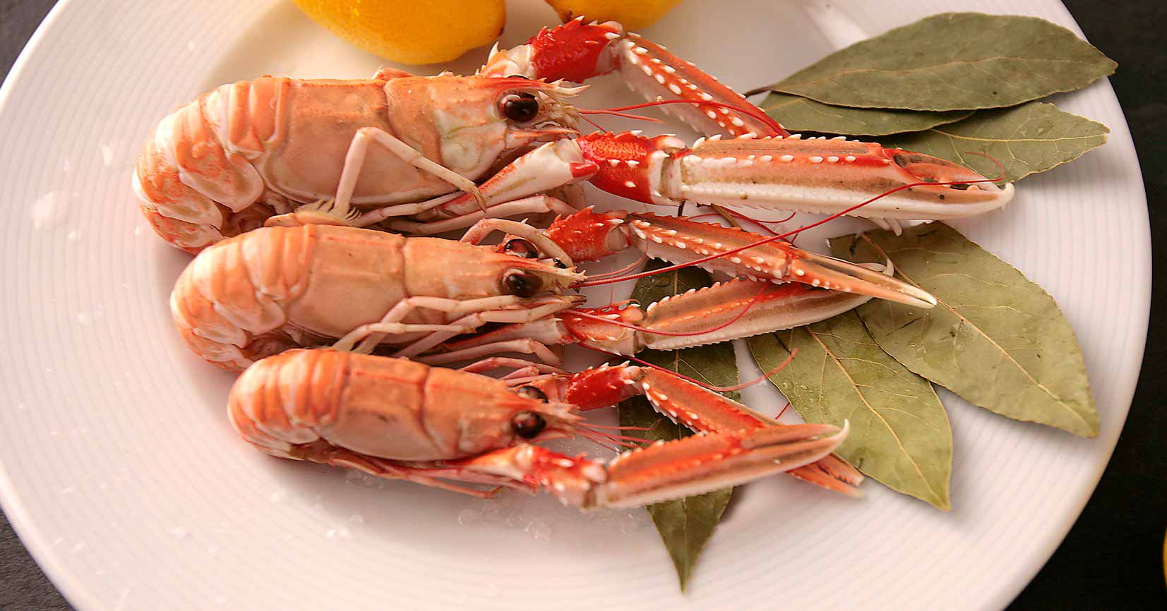 Cigala gallega