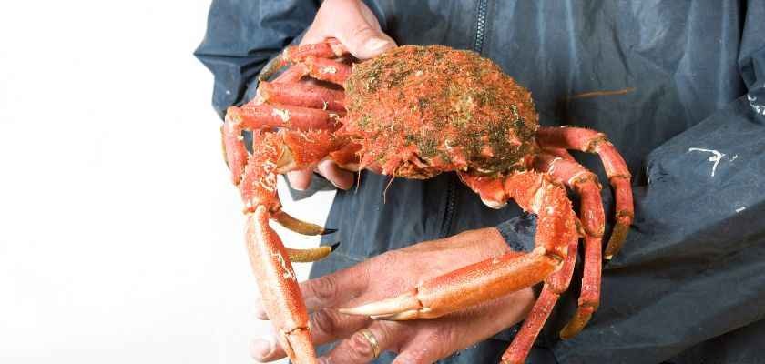 Cómo cocer centolla de manera adecuada