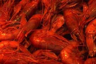 Carabineros a la plancha