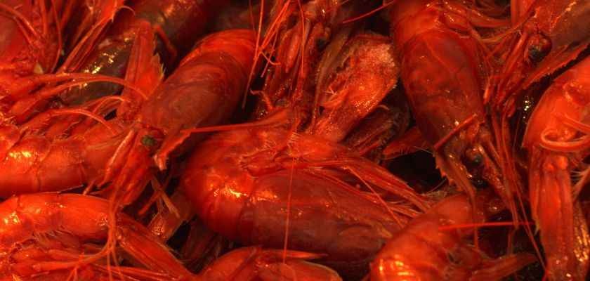 Carabineros a la plancha