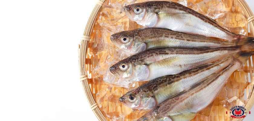 ¿Cuáles son los pescados blancos?