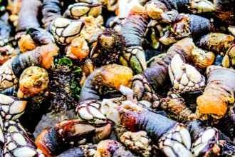 ¿Como se comen los percebes?