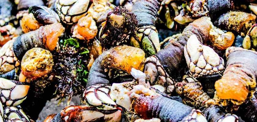 ¿Como se comen los percebes?