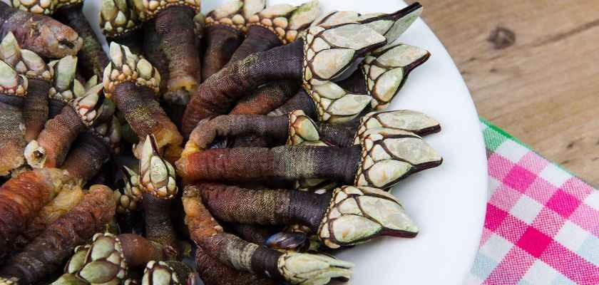 COMO COCER PERCEBES