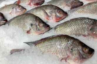 ¿Cómo Congelar El Pescado Y Marisco De Forma Segura?