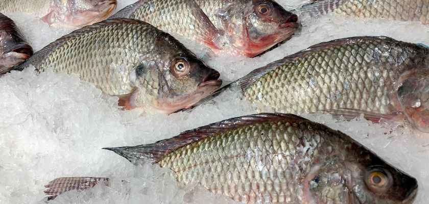 ¿Cómo Congelar El Pescado Y Marisco De Forma Segura?
