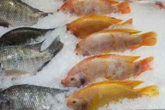 Cómo descongelar pescado correctamente