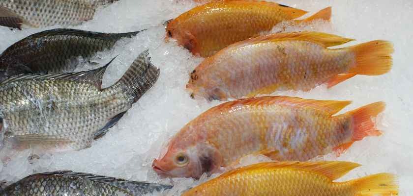 Cómo descongelar pescado correctamente