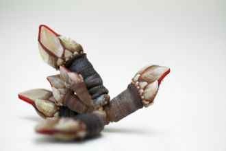 RECETAS PARA COCINAR PERCEBES